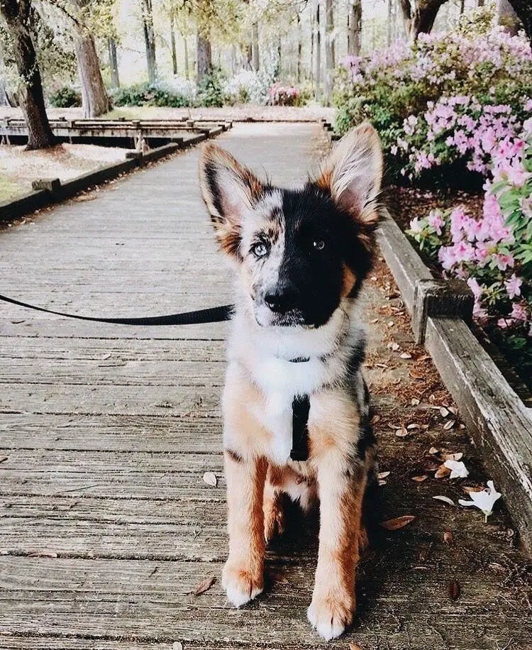 A German Australian Shepherd puppy sitting on the wooden pathway at the park
