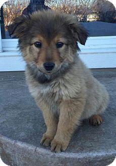 A Chow Shepherd puppy sitting on the pavement