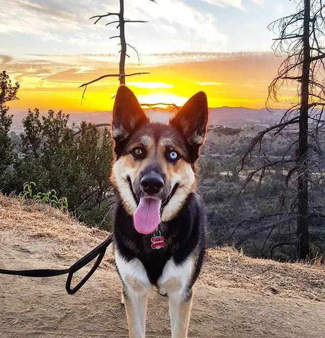 A Gerberian Shepsky standing on top of the mountain with the view of the sunset