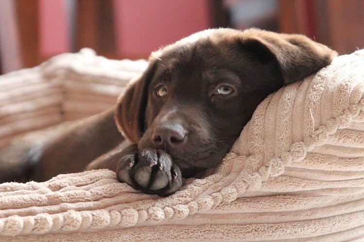 chocolate brown Labrador lying on its bed with its mouth on top of its paw
