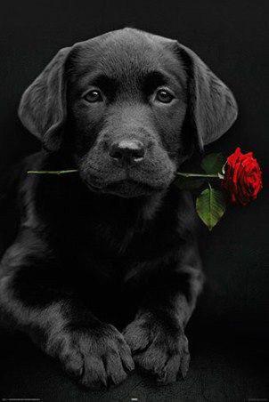 black Labrador puppy lying on the floor with a piece of rose in its mouth in a black background