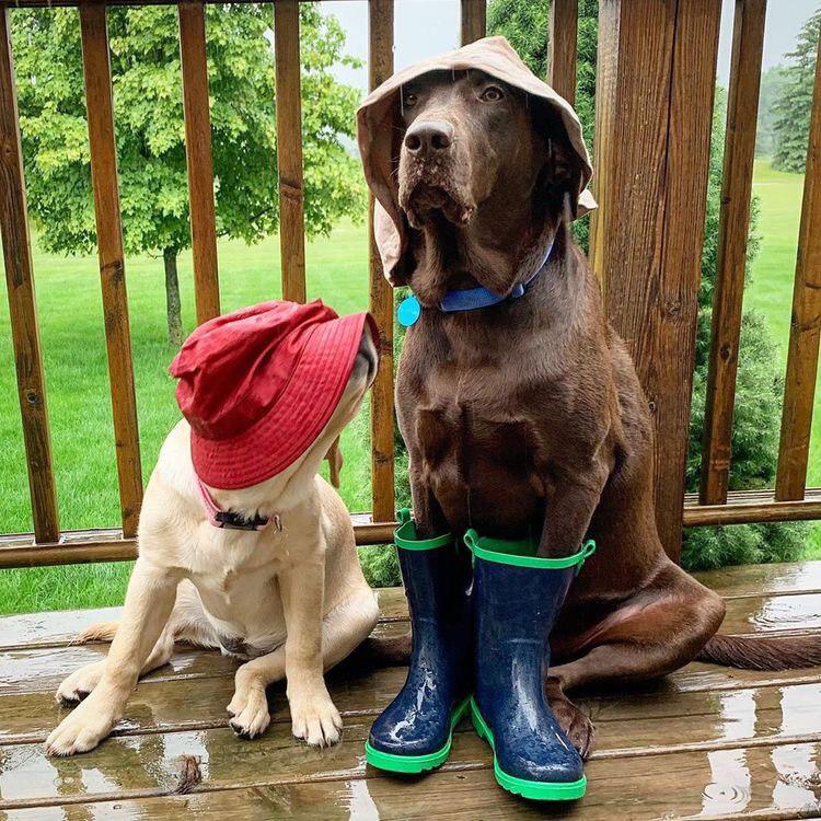 chocolate brown Labrador sitting in the balcony with wet floor while wearing a cap and boots next to another dog
