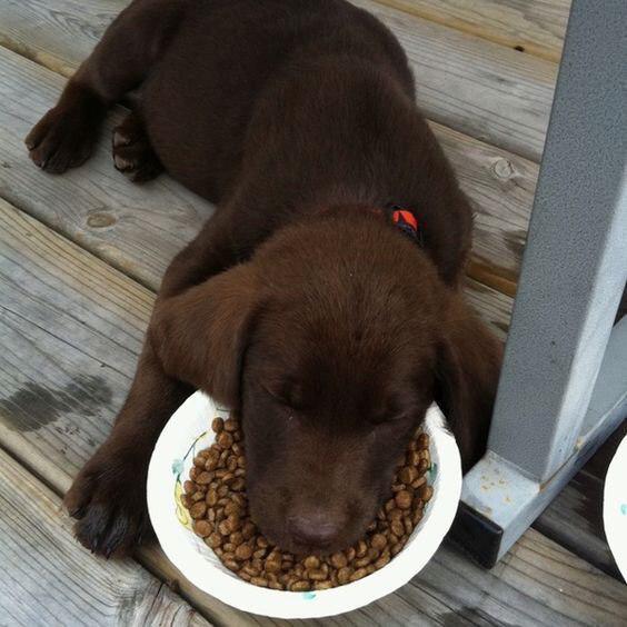chocolate brown Labrador puppy sleeping on the floor with its face on the bowl filled with dog food