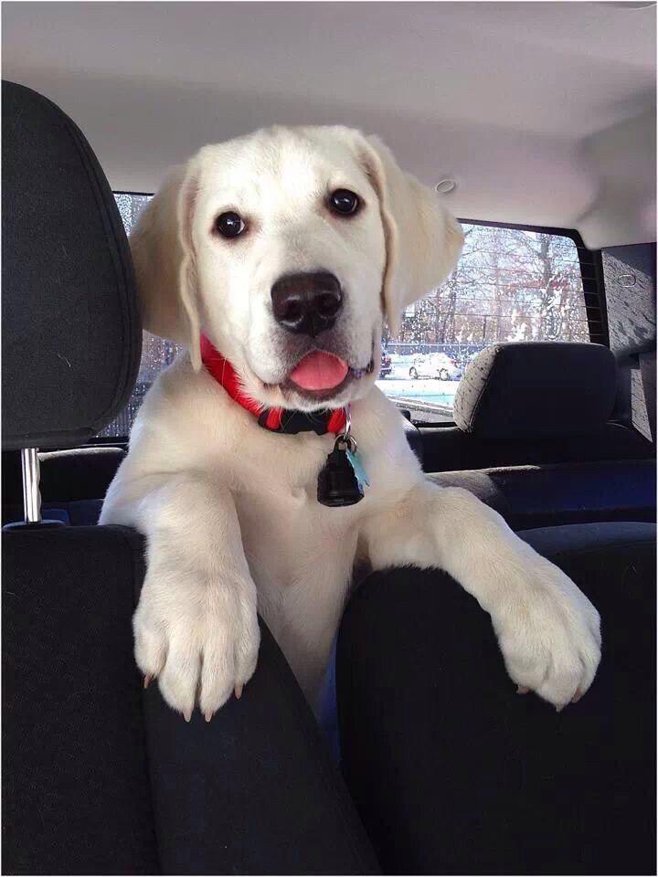 white Labrador puppy standing behind the backseat inside the car