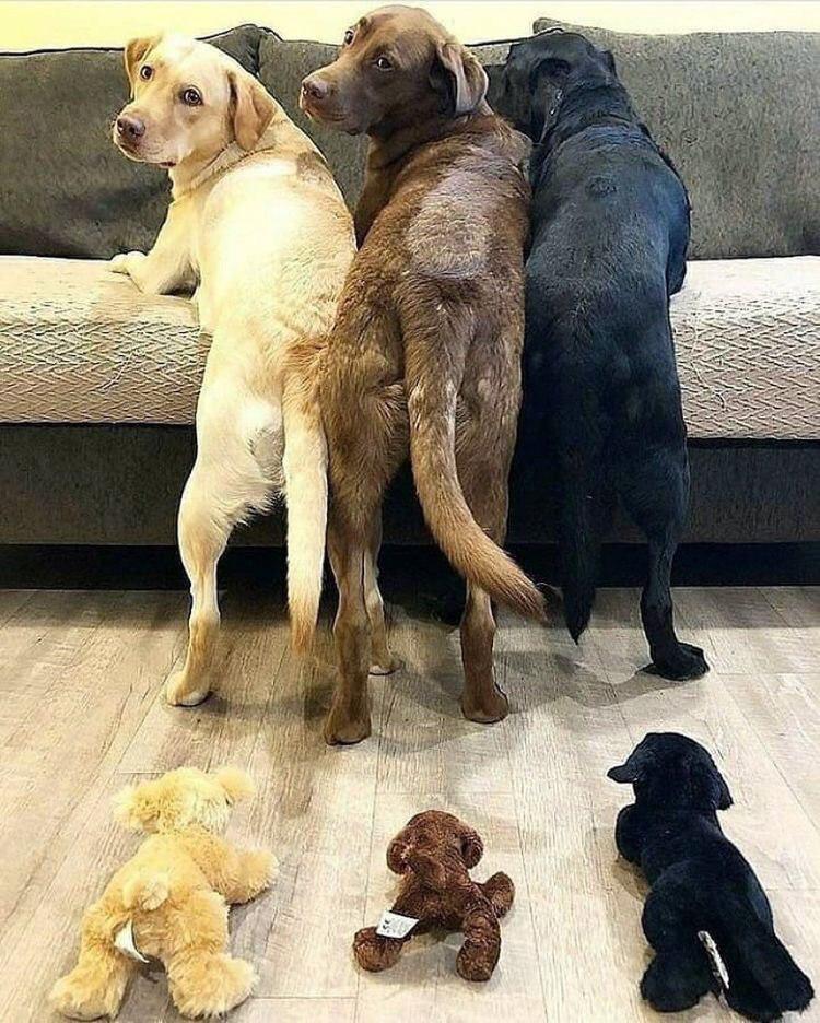 yellow, brown, and black Labradors standing against the couch while looking back and with stuffed toys on the floor that are placed according to their colors