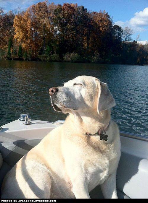 Labrador sitting inside the boat floating on the lake while raising its head and closing its eyes under the sun