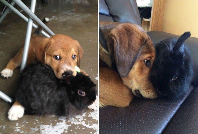two photos of a brown Labrador puppy lying next to a black rabbit