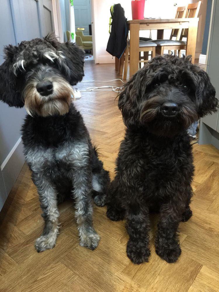 two Schnoodles sitting next to each other on the floor with their begging faces