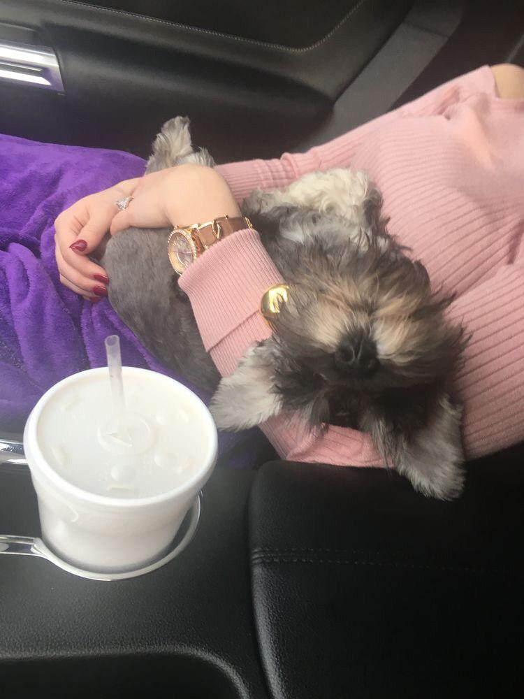 a woman sitting in the passenger seat while holding a sleeping Schnoodle puppy