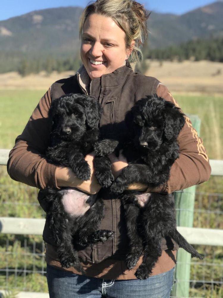 a woman holding two Schnoodle puppy in her arms