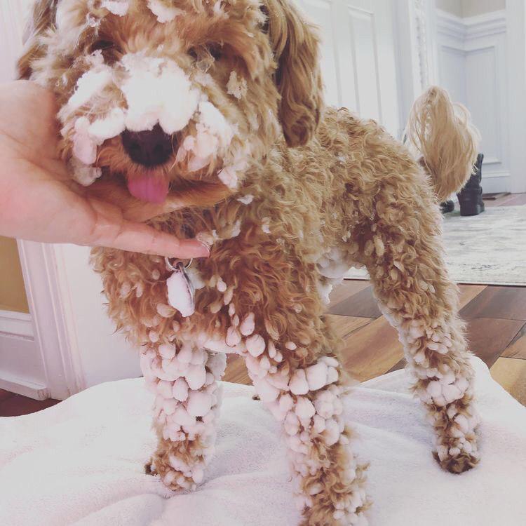 A Schnoodle with snow stuck on its face and legs standing on the towel