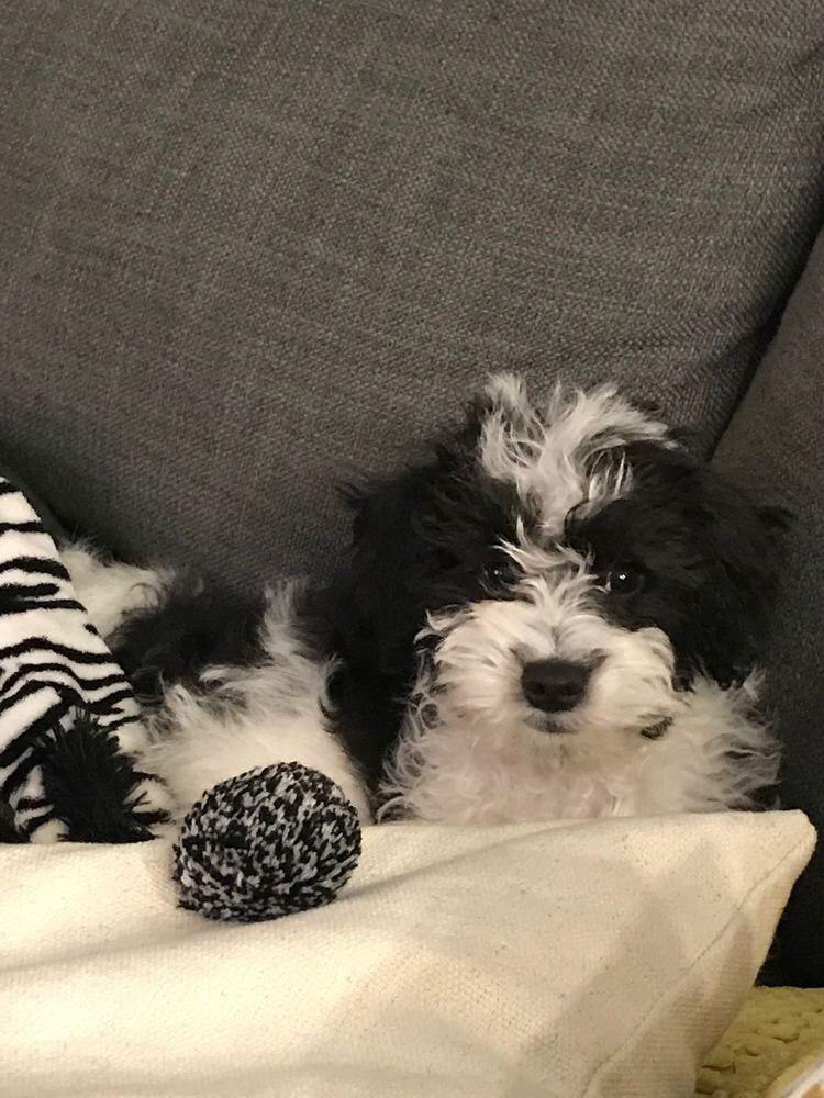 Schnoodle lying on the couch behind the pillows