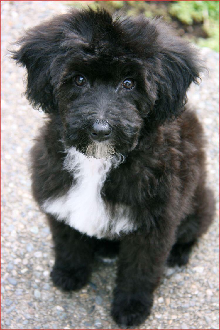 Schnoodle sitting on the pathway with its sad innocent face