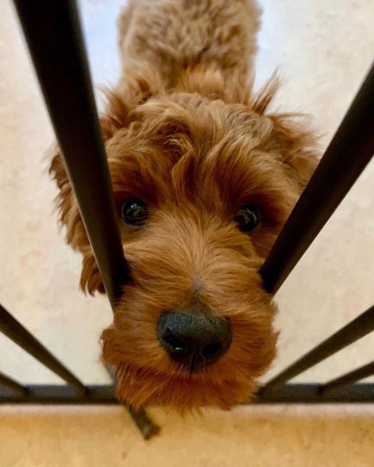 A Schnoodle standing behind the fence with its muzzle in between the bars
