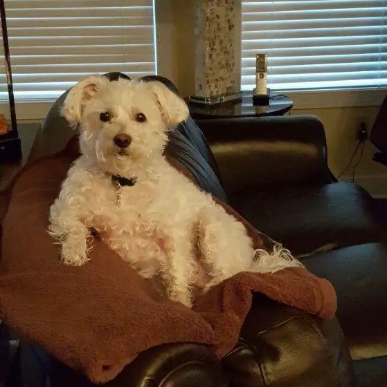 Schnoodle sitting on the couch