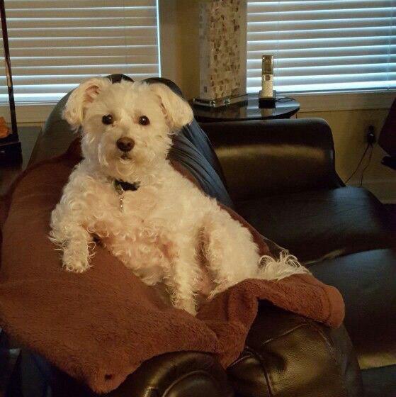 Schnoodle sitting on the couch