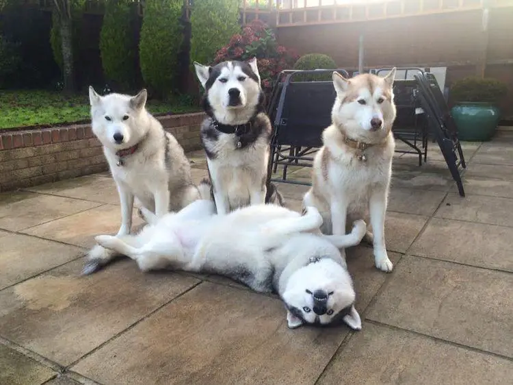 three Husky sitting on the floor while the fourth one is lying on its back in front of them