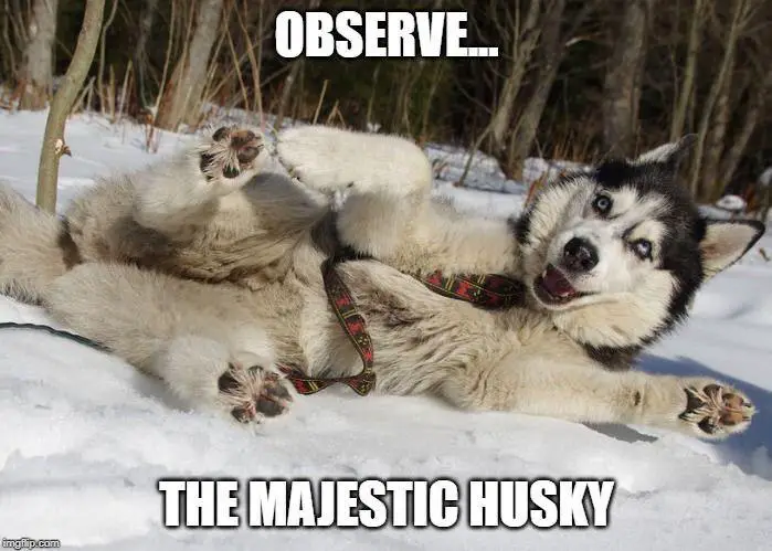 A Husky lying in the snow photo with text - Observe... the majestic husky