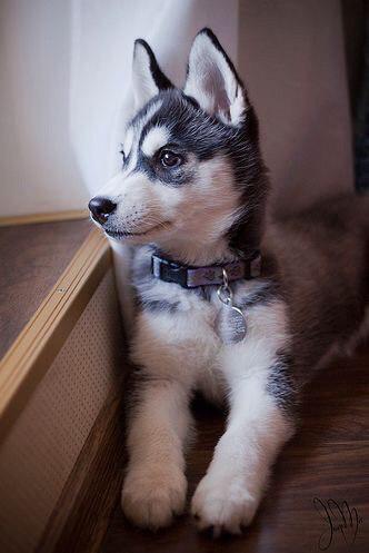 A Husky puppy lying on the floor looking outside the window