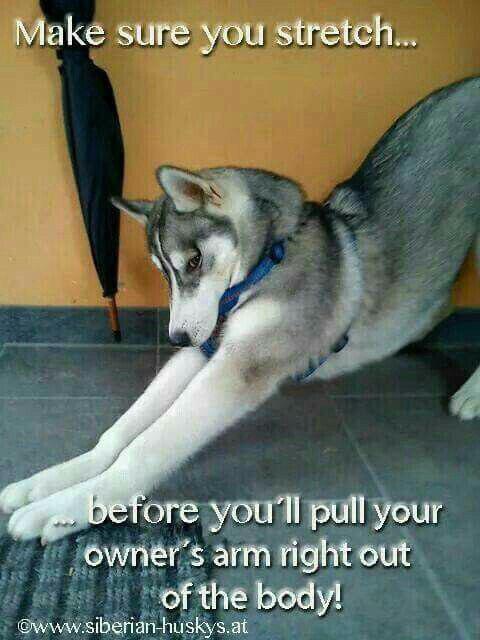 photo of a Husky stretching on the floor and with text - Make sure you stretch... before you'll pull your owner's arm right out of the body!