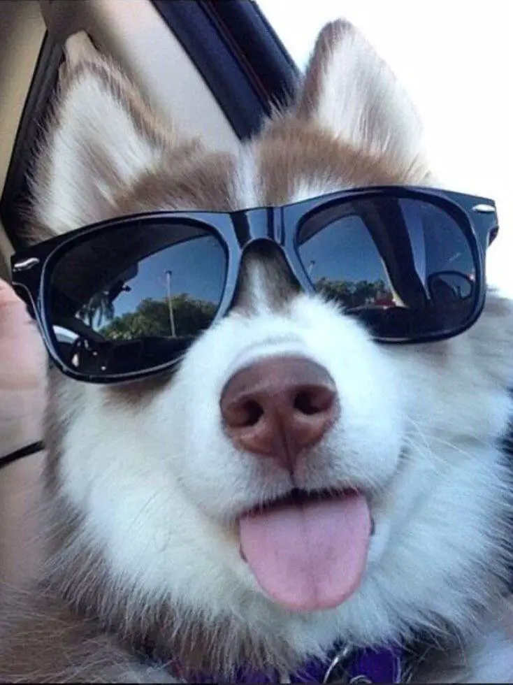 A Husky wearing sunglasses while sitting in the backseat