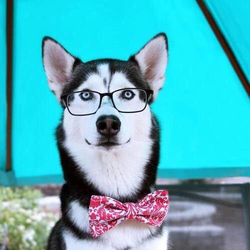 A Husky wearing a red bow tie and glasses