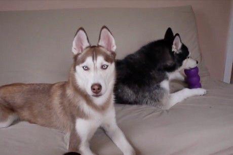 A Husky lying on the couch with another Husky biting a toy behind him