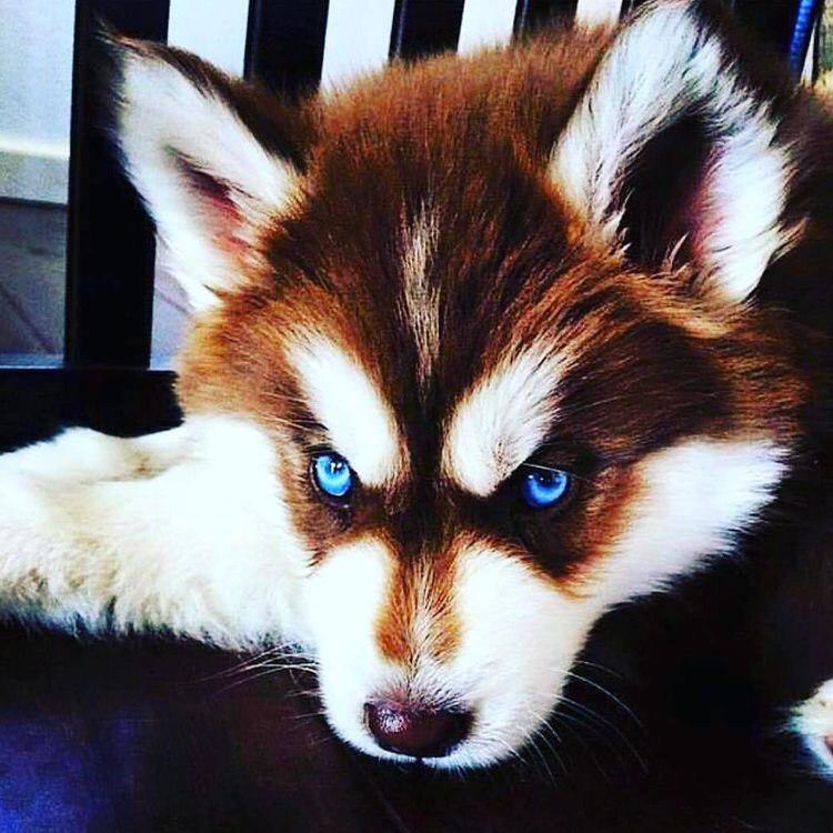 A Husky puppy lying on the chair