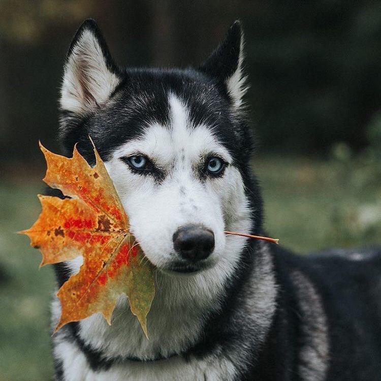 A Husky at the park with a dried maple leaf in its mouth