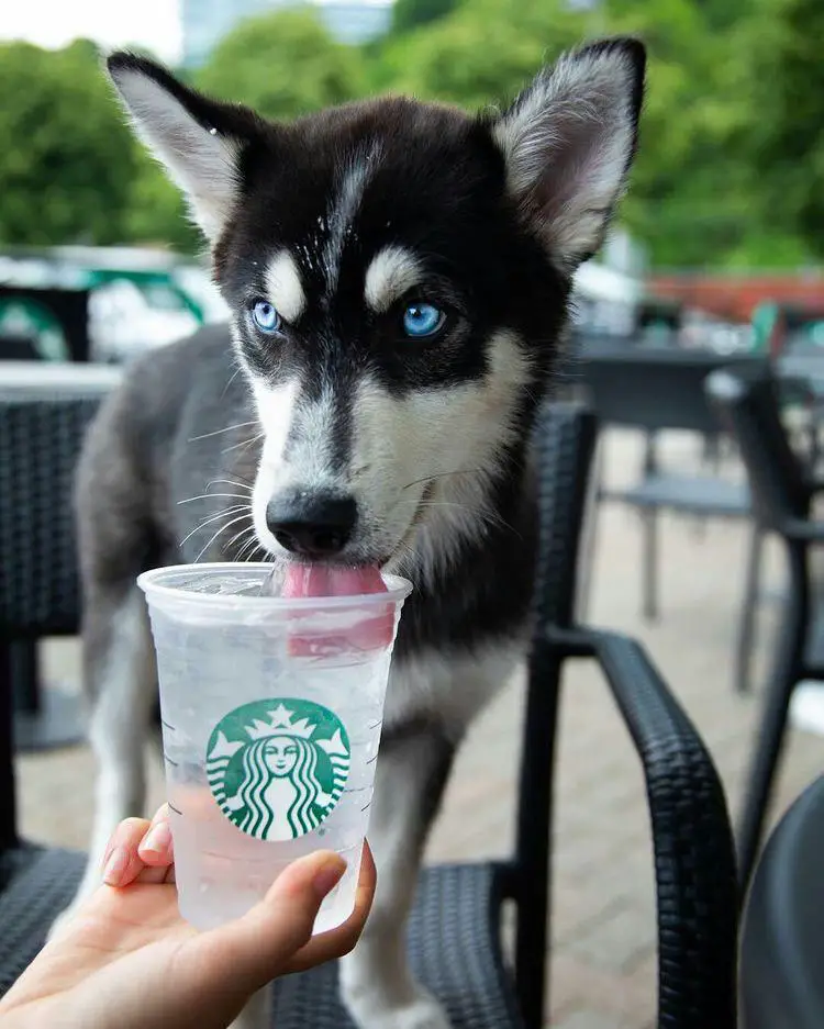 A Husky puppy standing on top of the chair licking water from the starbucks plastic cup