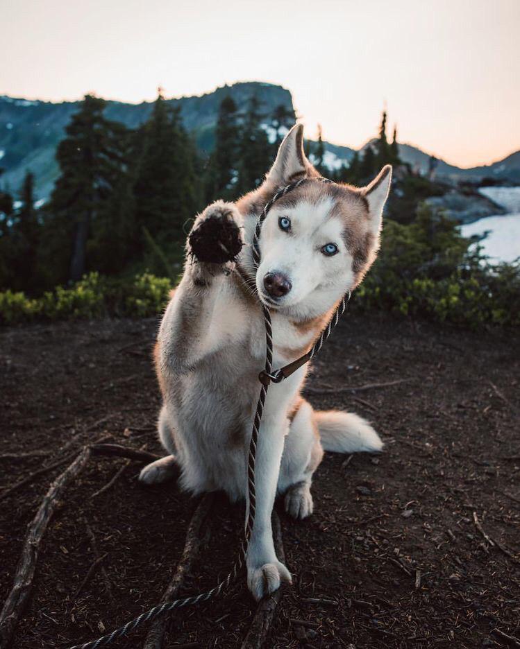 A Husky sitting on top of the mountain while raising its paw