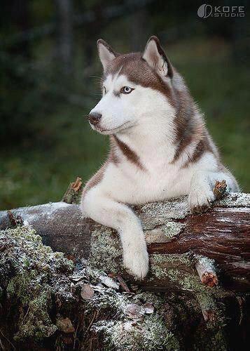 A Husky behind the laid tree trunk in the forest