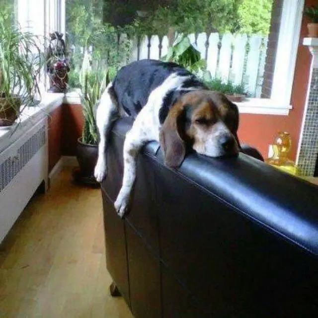 Beagle lying on top of the back of the couch