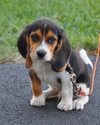 Beagle puppy sitting on the concrete at the park