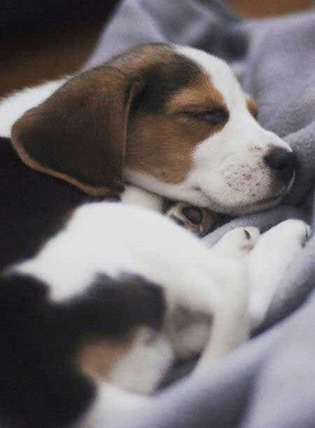 Beagle puppy sleeping on the blanket