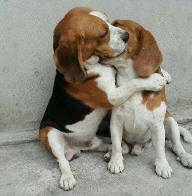two Beagles hugging each other while sitting on the floor