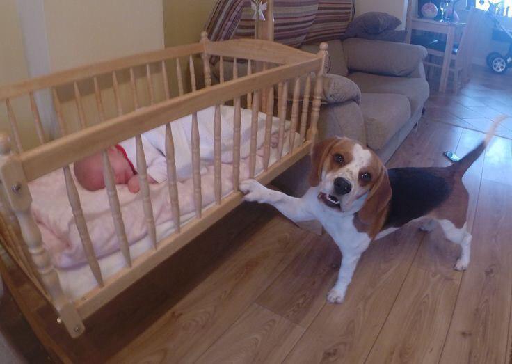 Beagle standing on the floor with its paw on the crib of the baby