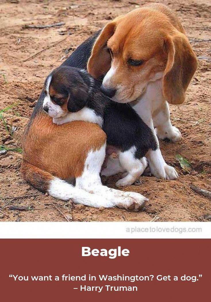 Beagle sitting on the ground with her puppy leaning on her thigh