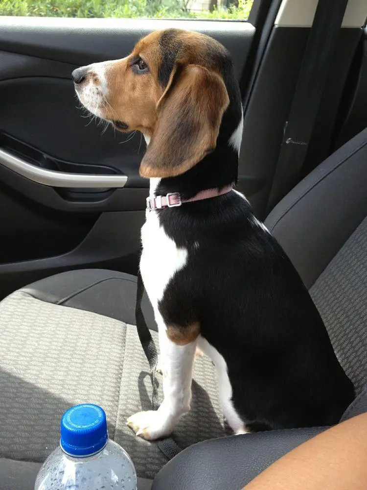 Beagle sitting still in the passenger seat