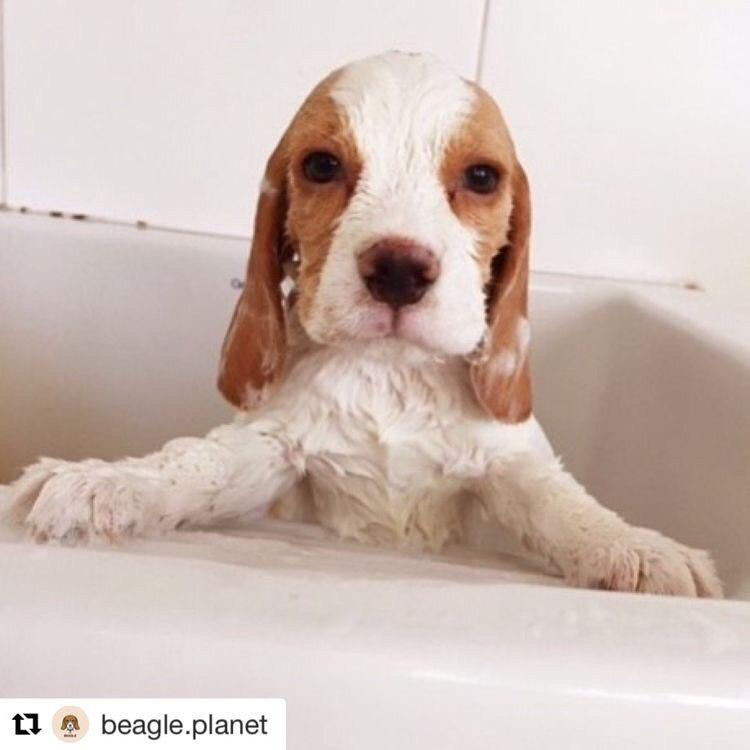 wet Beagle puppy inside the bathtub