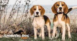 two Beagle standing next to each other on the mountain