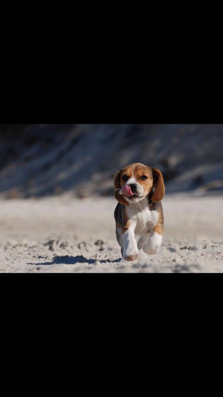 Beagle running with while licking its nose