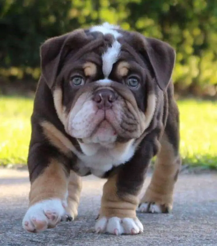 14 Things Only Bulldog Lovers Will Understand - The Paws