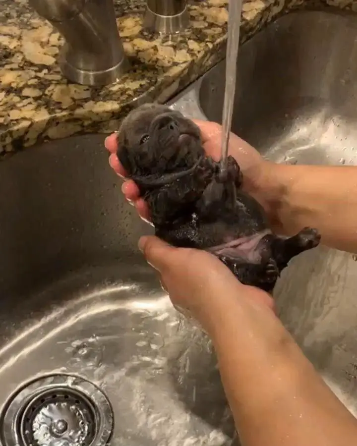 Bulldog puppy taking a bath in the sink