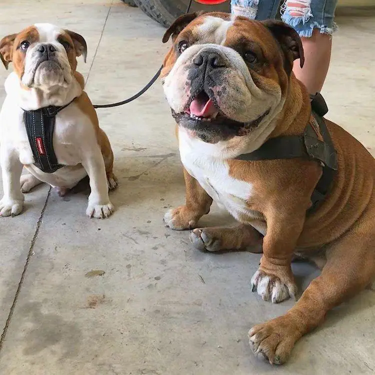 two Bulldogs sitting on the floor