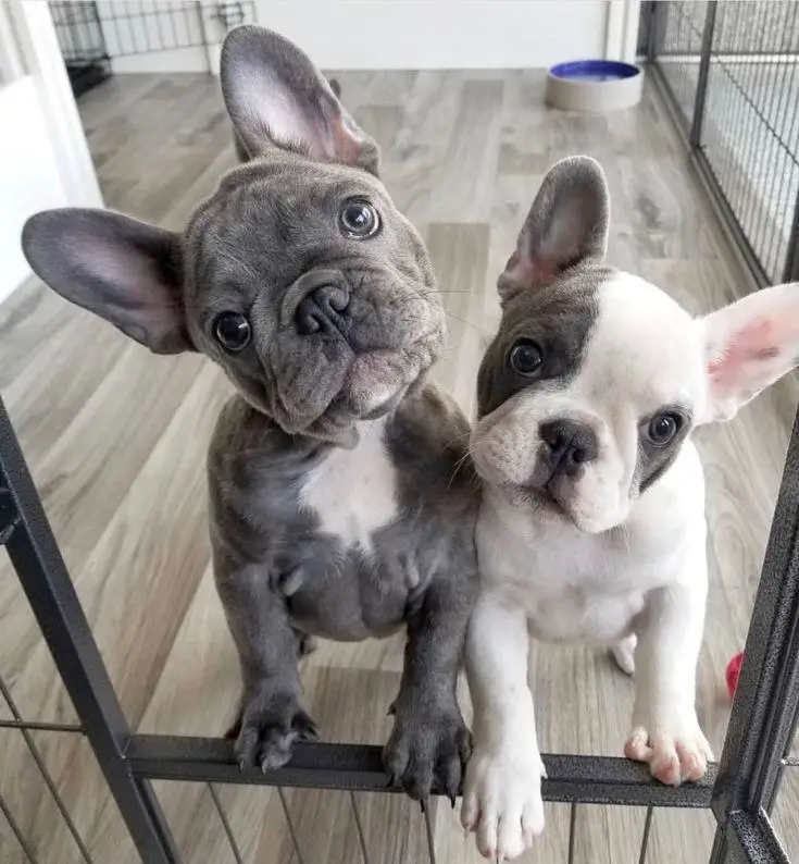 two Bulldog puppies tilting its head