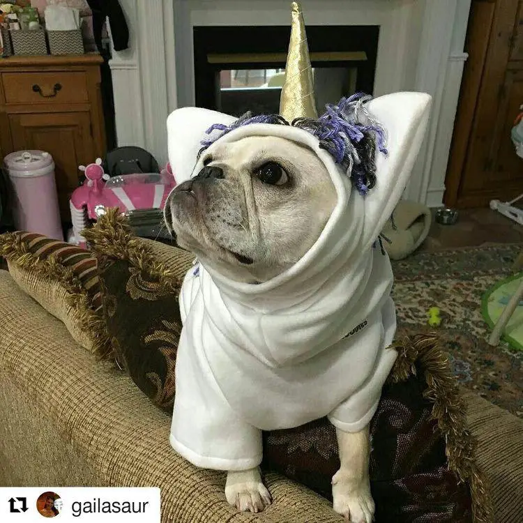 Bulldog in unicorn outfit