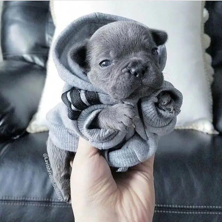 holding a gray Bulldog puppy wearing a cute sweater