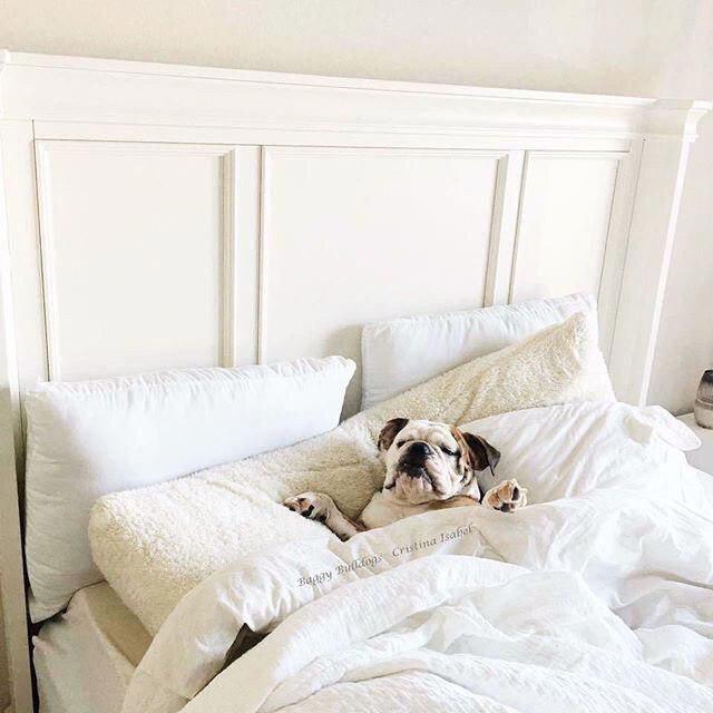 Bulldog in bed