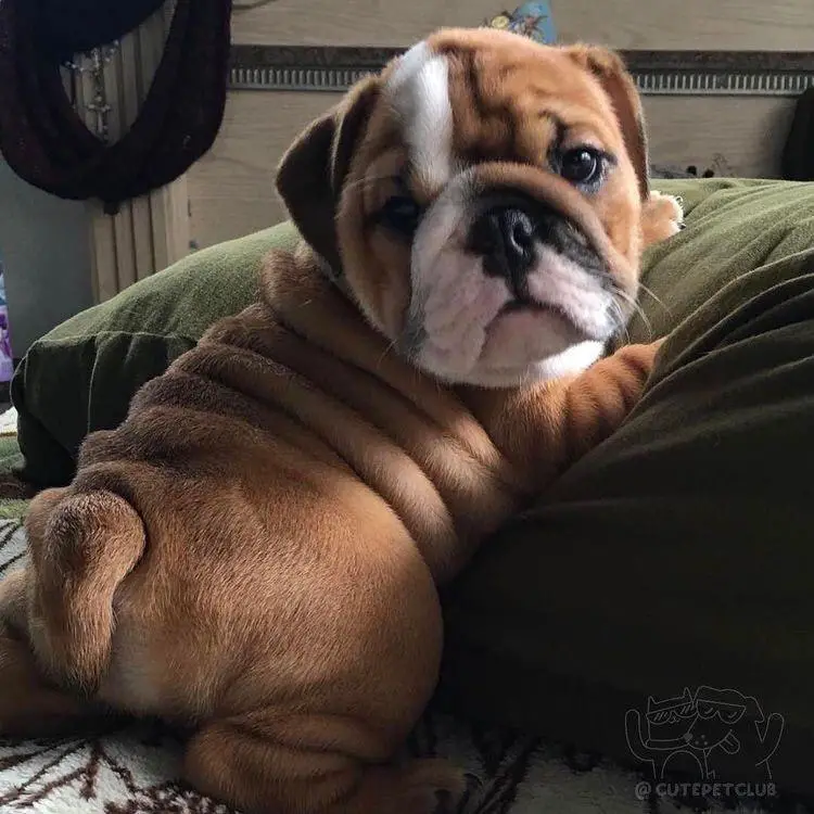 Bulldog leaning upward on its pillow